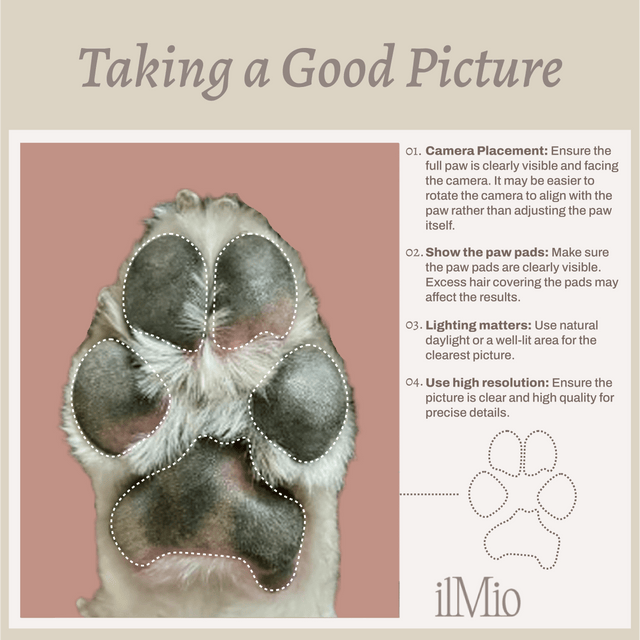 Diamond Classic Paw Necklace | Custom Beautiful Meaningful Jewelry - ilMio Jewelry